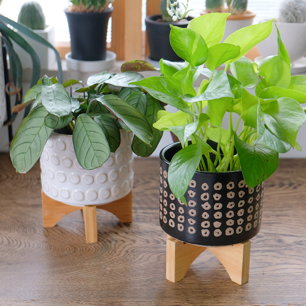 おしゃれ 植木鉢 B&W レータ15&スタンド セット フラワースタンド 鉢台 植木鉢スタンド