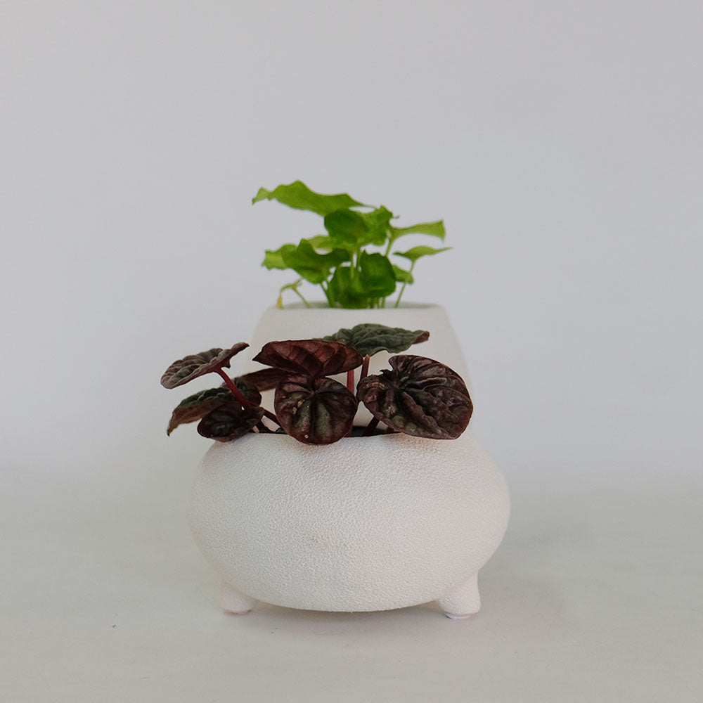 植木鉢 おしゃれ シスコ12 鉢カバー 底穴なし 変わり鉢