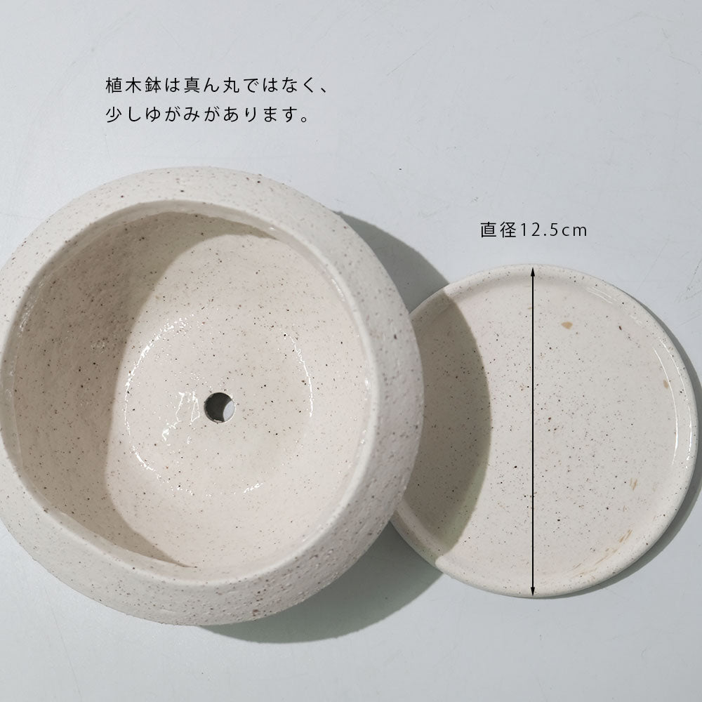 植木鉢 おしゃれ 陶器 イオニアサークルS 受皿付 セラミック鉢 径16cm 高7cm ホワイト 底穴あり