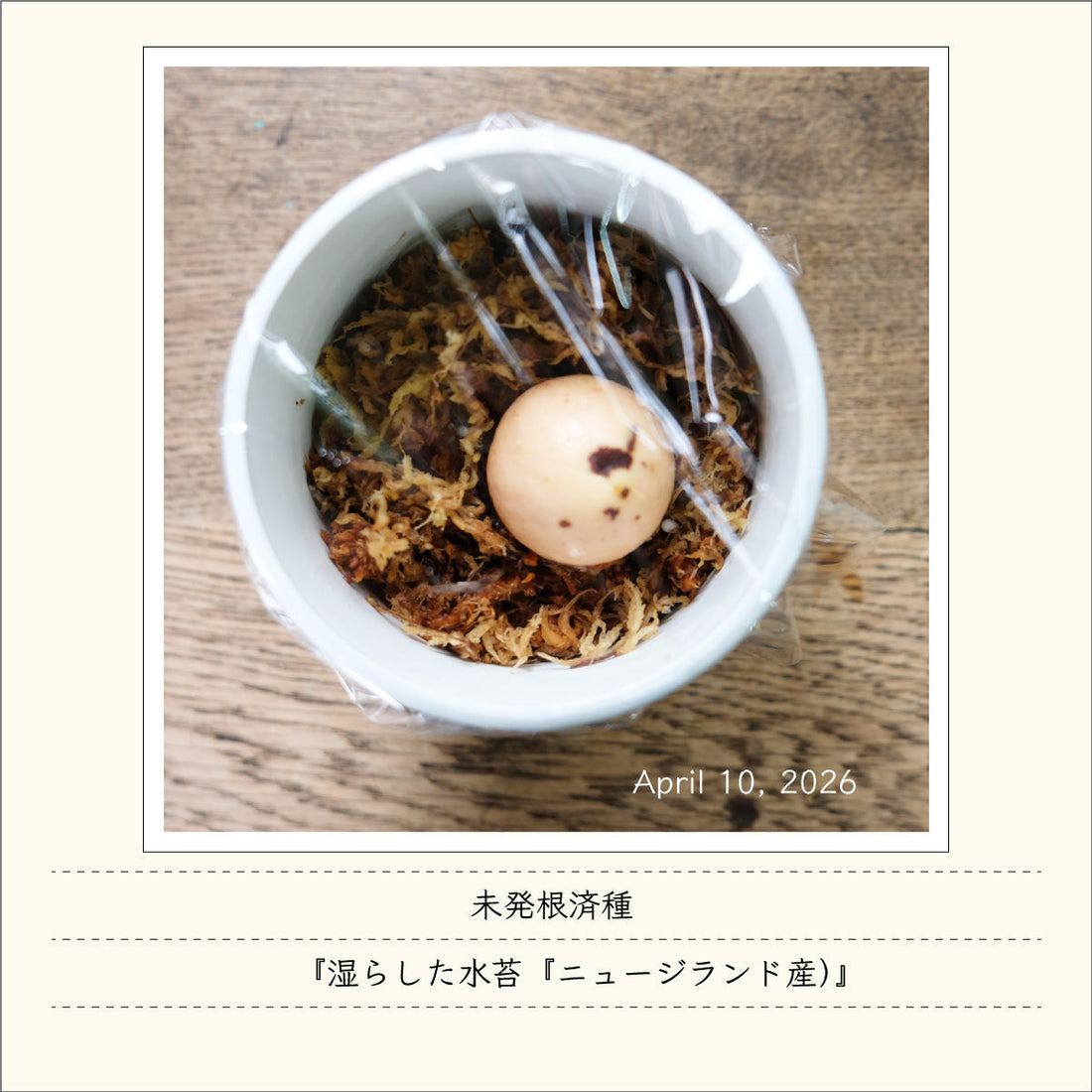 アボガド同好会活動報告　その１