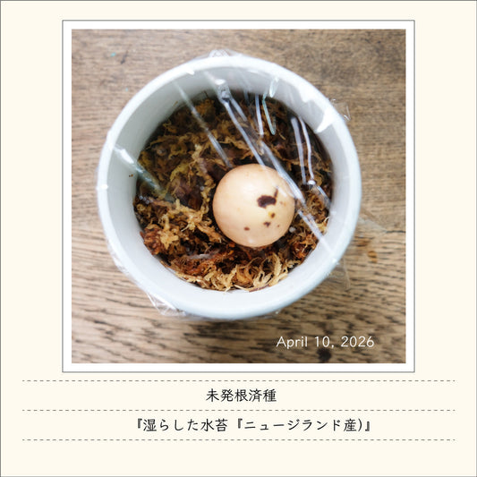 アボガド同好会活動報告　その１