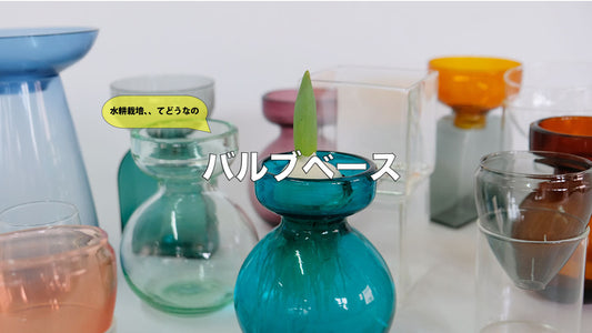 【読みもの】球根の水耕栽培『バルブベース』