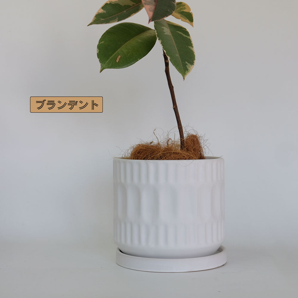 植木鉢 おしゃれ ブランデントL 受皿付 白鉢 陶器鉢 径17cm 高16cm 5号鉢 底穴あり　