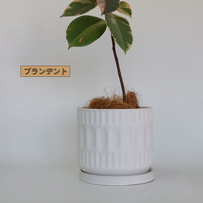 植木鉢 おしゃれ ブランデントL 受皿付 白鉢 陶器鉢 径17cm 高16cm 5号鉢 底穴あり　