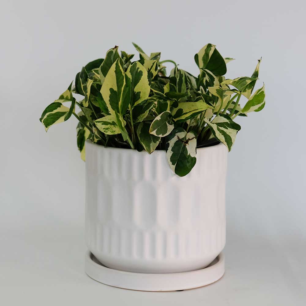 植木鉢 おしゃれ ブランデントL 受皿付 白鉢 陶器鉢 径17cm 高16cm 5号鉢 底穴あり　