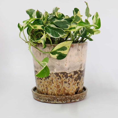 植木鉢 おしゃれ モトルポット ラフホワイト17 受皿付 陶器鉢 セラミック鉢 径17.5cm 高18cm 底穴あり