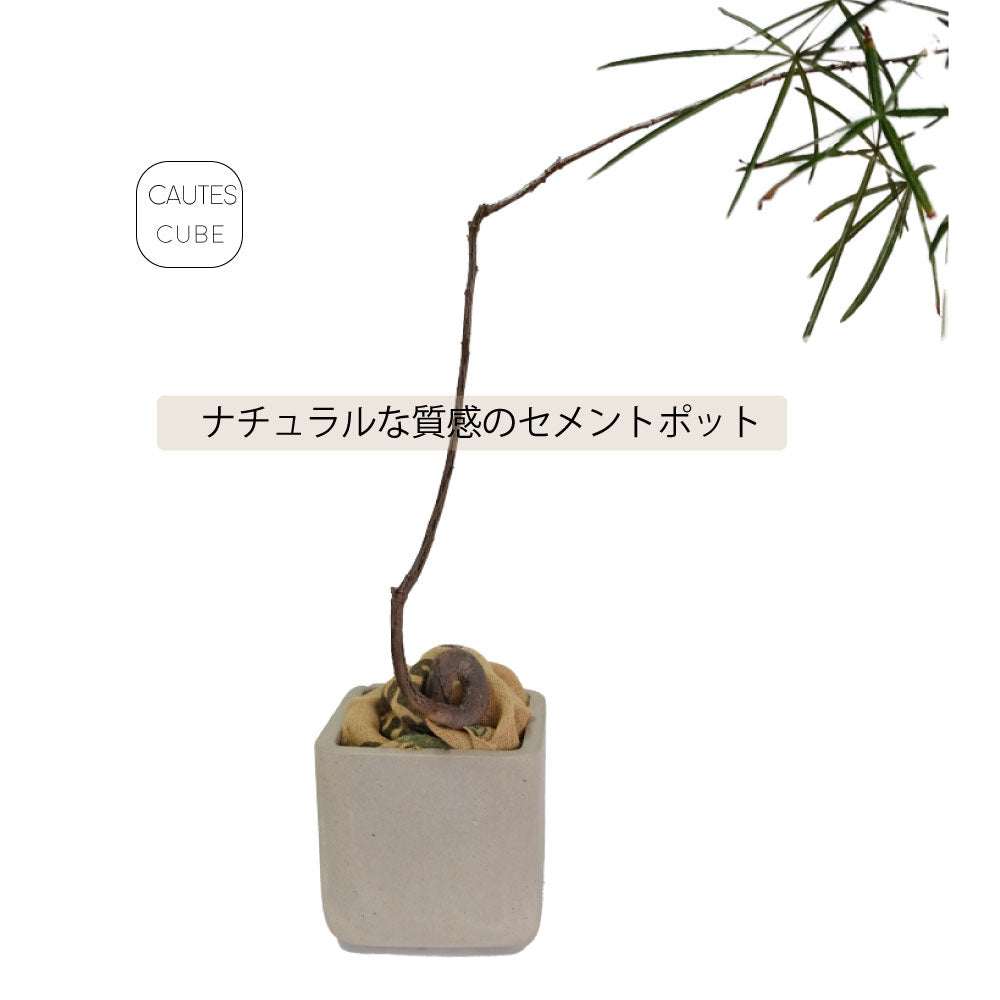 コーテスキューブ 26 植木鉢 おしゃれ プランター幅26cｍ奥26cm 高さ26cm KONTON