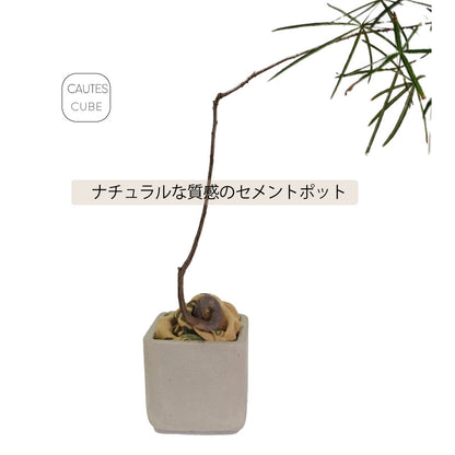 コーテスキューブ 26 植木鉢 おしゃれ プランター幅26cｍ奥26cm 高さ26cm KONTON