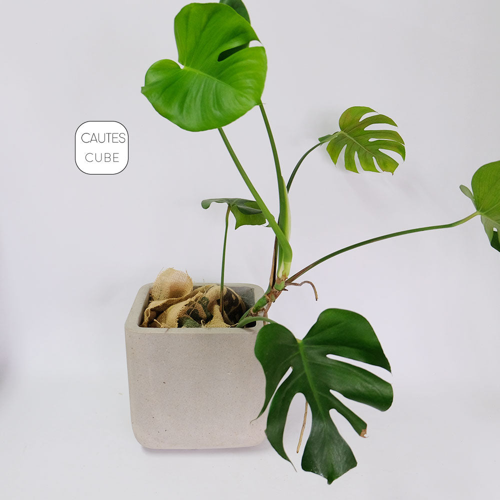 コーテスキューブ 26 植木鉢 おしゃれ プランター幅26cｍ奥26cm 高さ26cm KONTON