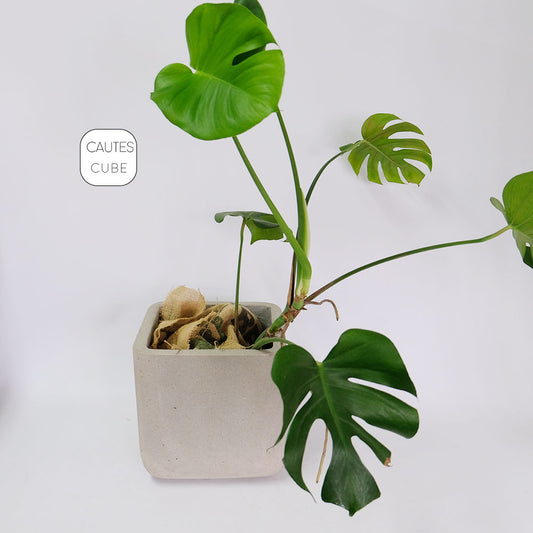 コーテスキューブ 26 植木鉢 おしゃれ プランター幅26cｍ奥26cm 高さ26cm KONTON