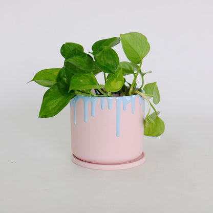 植木鉢 陶器 おしゃれ ドリーナ11 受皿付き 3号 径11cm 高10cm 底穴あり FARM 観葉植物 パステルカラー アイシング 液垂れ スイーツ