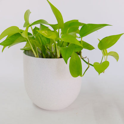 植木鉢 陶器 おしゃれ ヤルミラ17 鉢カバー 5号  径18cm 高17cm 底穴なし FARM 観葉植物 シンプル くすみカラー ダークグレーグリーン ホワイト 北欧