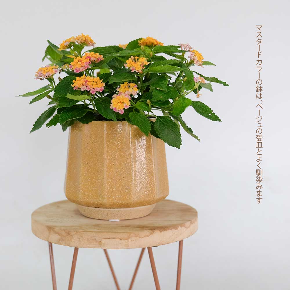 植木鉢 おしゃれ 陶器鉢 ミルシカ11 受皿付 セラミック 北欧 径12.5cm 高10cm 底穴あり