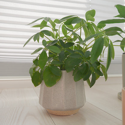 植木鉢 おしゃれ 陶器鉢 ミルシカ11 受皿付 セラミック 北欧 径12.5cm 高10cm 底穴あり