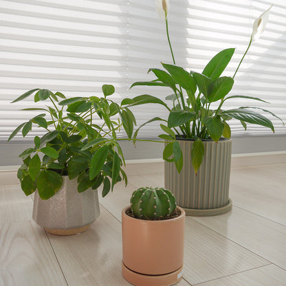 植木鉢 おしゃれ 陶器鉢 ミルシカ11 受皿付 セラミック 北欧 径12.5cm 高10cm 底穴あり