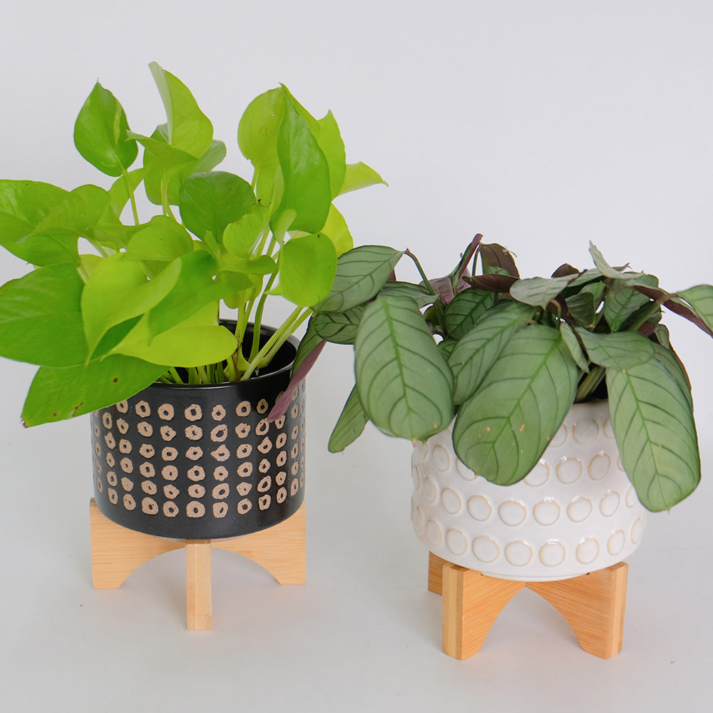 おしゃれ 植木鉢 B&W レータ15＆スタンド セット フラワースタンド 鉢台 植木鉢スタンド