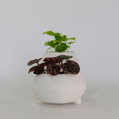 植木鉢 おしゃれ シスコ12 鉢カバー 底穴なし 変わり鉢