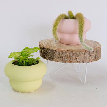 植木鉢 おしゃれ 室内 ステラ 鉢カバー かわいい もこもこ 陶器鉢 底穴なし 径12.5cm 高さ8.5cm パステルカラー