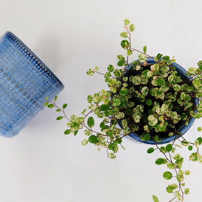 植木鉢 おしゃれ ヴィリア11 鉢カバー セラミックポット 陶器 径11cm 高さ11cm