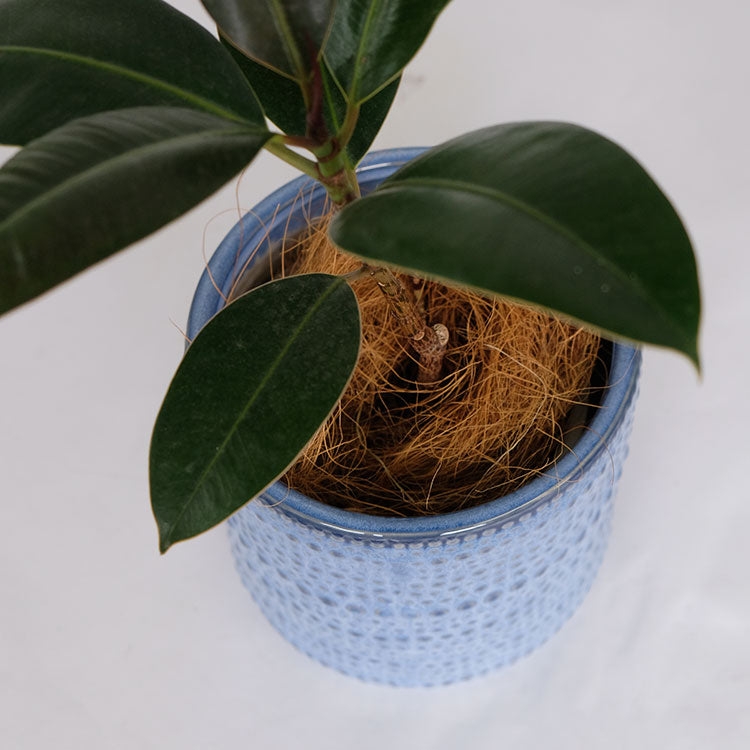 植木鉢 おしゃれ ヴィリア16 鉢カバー セラミックポット 陶器 径16.5cm 高さ16cm