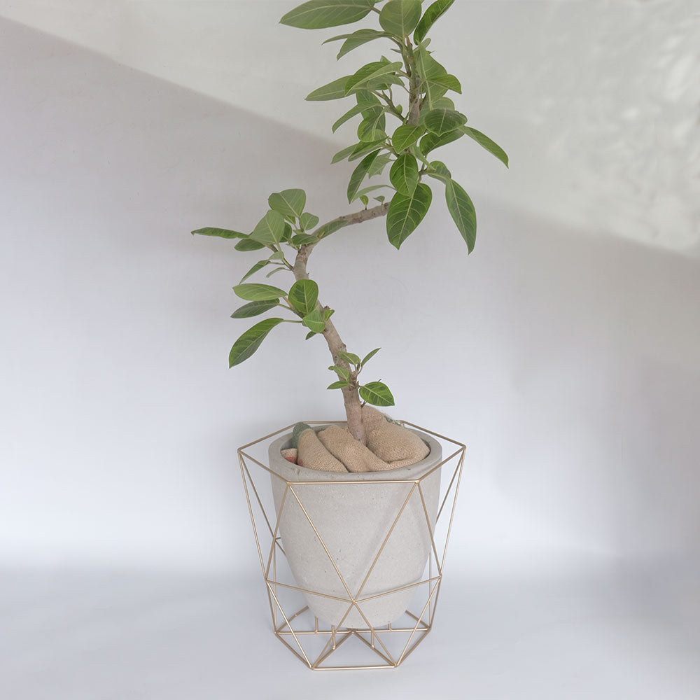 ワイヤーフロートポット ゴールド フラワースタンド 鉢台 植木鉢スタンド デザイン性の高い 8号鉢対応 6号鉢対応
