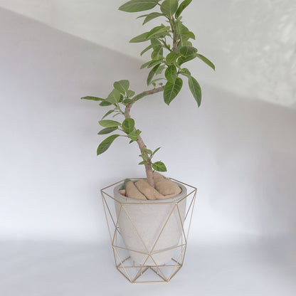 ワイヤーフロートポット ゴールド フラワースタンド 鉢台 植木鉢スタンド デザイン性の高い 8号鉢対応 6号鉢対応