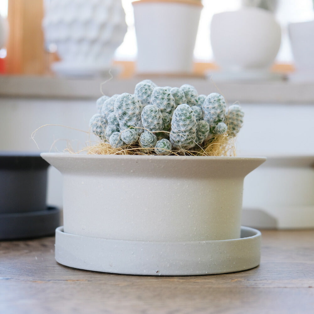 FIKA POT フィーカポット 浅鉢 植木鉢 受皿付  寄せ植え 多肉種 盆栽 シンプル  マーブル 陶器鉢 径15.5cm 高6.5cm 底穴あり