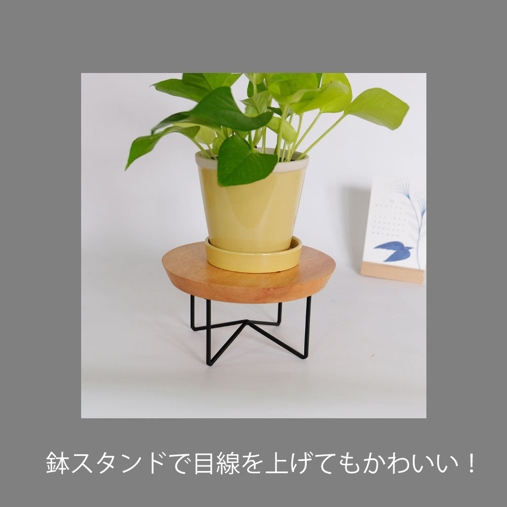 glossy pot 13 植木鉢 おしゃれ 陶器鉢 パステルカラー カラフル 室内 径13cm 高11.5cm 底穴あり