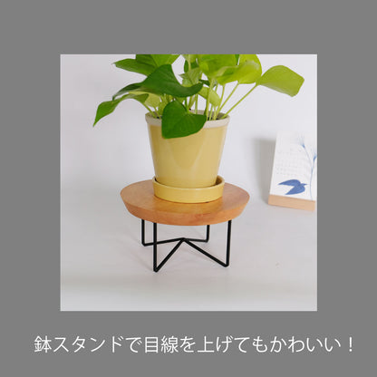glossy pot 13 植木鉢 おしゃれ 陶器鉢 パステルカラー カラフル 室内 径13cm 高11.5cm 底穴あり