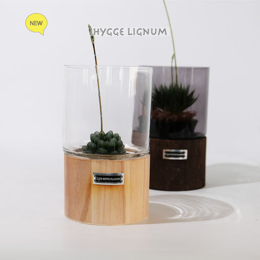 テラリウム Hygge Lignum フラワーベース飾り ガラスガラスケース 径12cm高さ20cm
