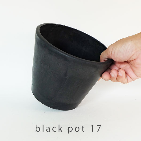 植木鉢 ブラックポット17 black plastic pot 頑丈 おしゃれ 塊根植物 多肉 黒プラスチック鉢 径17cm 高さ13.5cm スタンダード