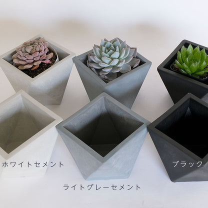 植木鉢 プラポット ポリへドロン 10cm 10cm 高さ9cm 頑丈 コーデックス サボテン プラスチック鉢 ホワイト グレー ブラック ブラウン
