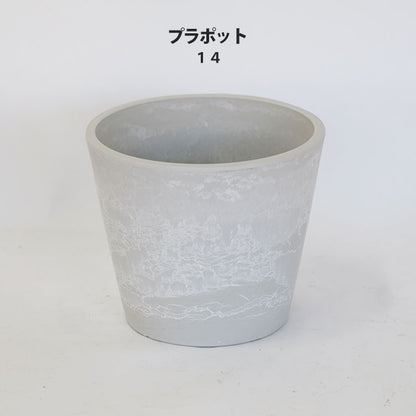 プラ鉢  ホワイトポット 14 サボテン 頑丈 おしゃれ 塊根植物 多肉 プラスチック鉢 コーデックス