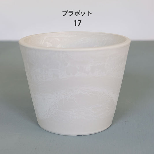 プラ鉢  ホワイトポット 17 サボテン 頑丈 おしゃれ 塊根植物 多肉 プラスチック鉢 コーデックス