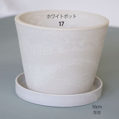 プラ鉢  ホワイトポット 17 サボテン 頑丈 おしゃれ 塊根植物 多肉 プラスチック鉢 コーデックス