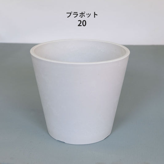 プラ鉢  ホワイトポット 20 サボテン 頑丈 おしゃれ 塊根植物 多肉 プラスチック鉢 コーデックス