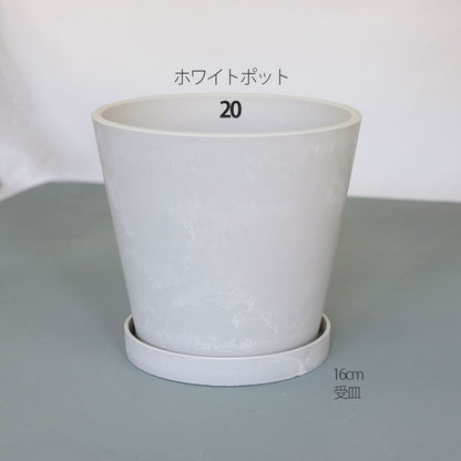 プラ鉢  ホワイトポット 20 サボテン 頑丈 おしゃれ 塊根植物 多肉 プラスチック鉢 コーデックス