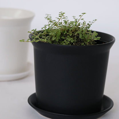 陶器鉢 ぜぜ10 受皿付 セラミック鉢 シンプル 植木鉢 径10cm 高9cm 底穴あり