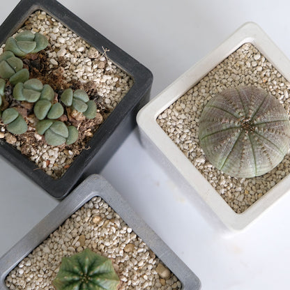 植木鉢 キューブS 7.5 頑丈 プラ鉢 角鉢