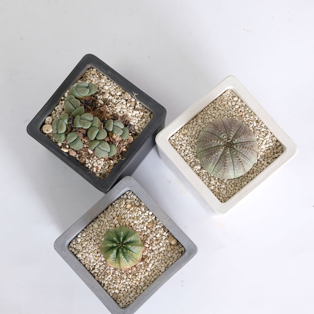 植木鉢 キューブS 7.5 頑丈 プラ鉢 角鉢