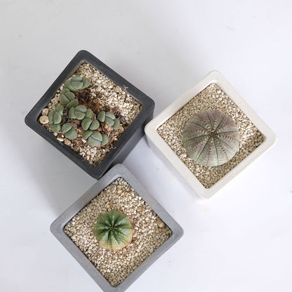 植木鉢 キューブS 7.5 頑丈 プラ鉢 角鉢