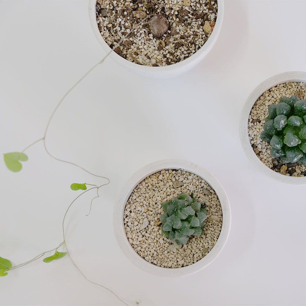 植木鉢 W&G ポット bowl 20 サボテン 頑丈 おしゃれ 塊根植物 多肉 黒プラスチック鉢 ホワイト グレー