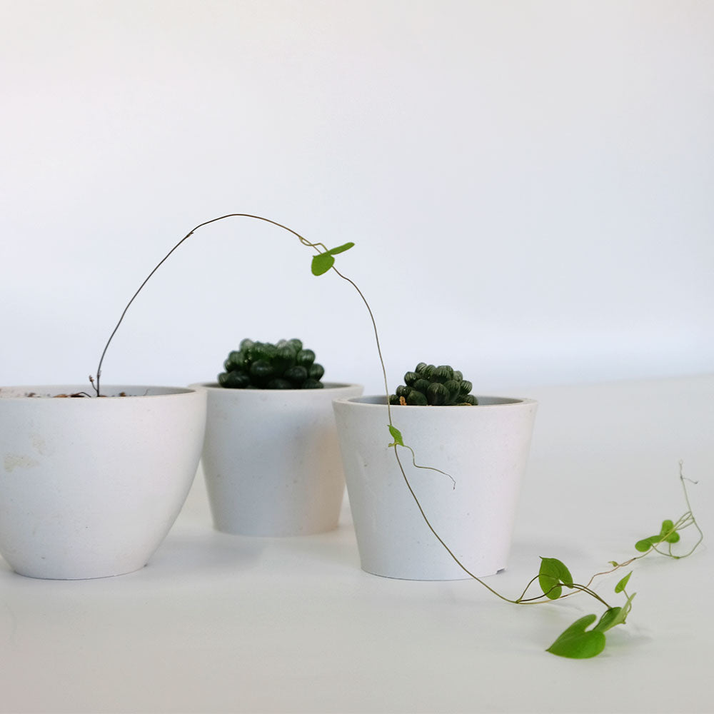 植木鉢 プラポット bowl 10 black plastic pot 径10.5cm 高さ8cm 3号 ホワイト ライトグレー アガベ コーデックス サボテン