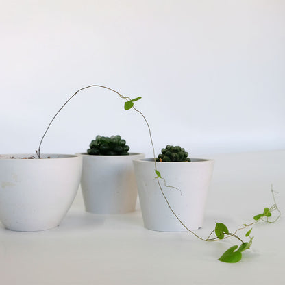 植木鉢 W&G ポット bowl 20 サボテン 頑丈 おしゃれ 塊根植物 多肉 黒プラスチック鉢 ホワイト グレー