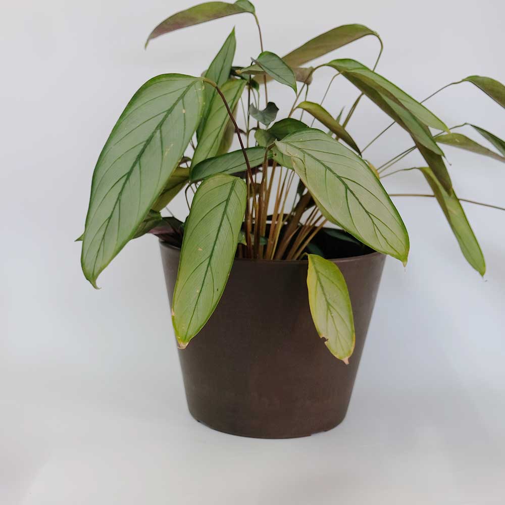 植木鉢 おしゃれプラ鉢 スタンダード 25/20 塊根植物 コーデックス 径25.5cm 高さ20cm ブラウン ホワイト グレー