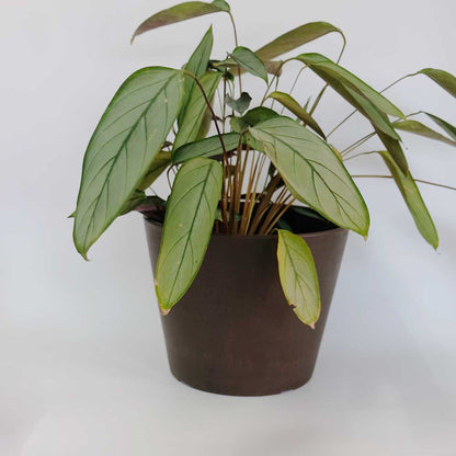 植木鉢 おしゃれプラ鉢 スタンダード 25/20 塊根植物 コーデックス 径25.5cm 高さ20cm ブラウン ホワイト グレー