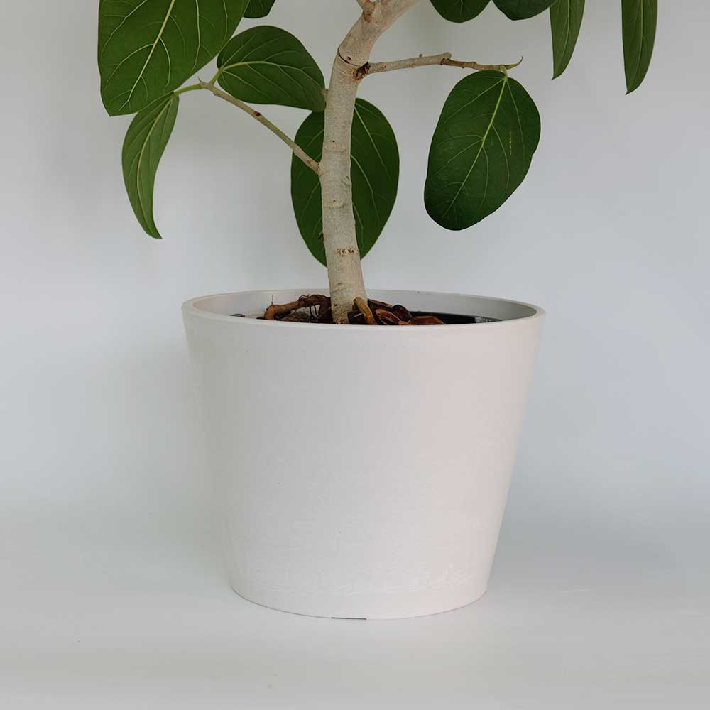 植木鉢 おしゃれプラ鉢 スタンダード 25/20 塊根植物 コーデックス 径25.5cm 高さ20cm ブラウン ホワイト グレー