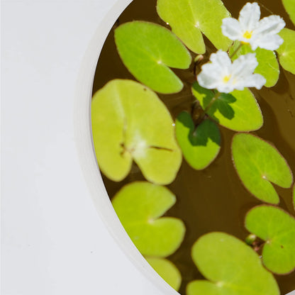 植木鉢 プラ鉢 ホワイトポット タフbowl 50 サボテン 頑丈おしゃれ 塊根植物 多肉 コーデックス メダカ 睡蓮鉢
