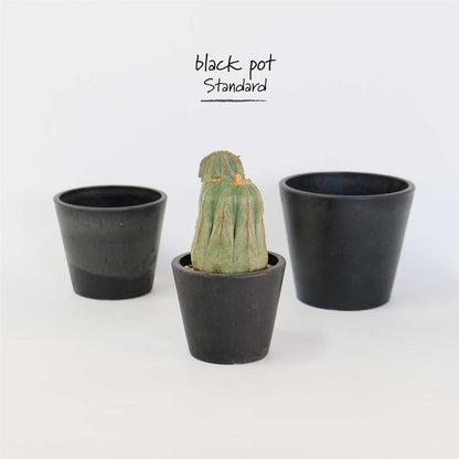 植木鉢 ブラックポット12 black plastic pot 径12cm 高さ10cm black plastic pot 4号 アガベ コーデックス サボテン