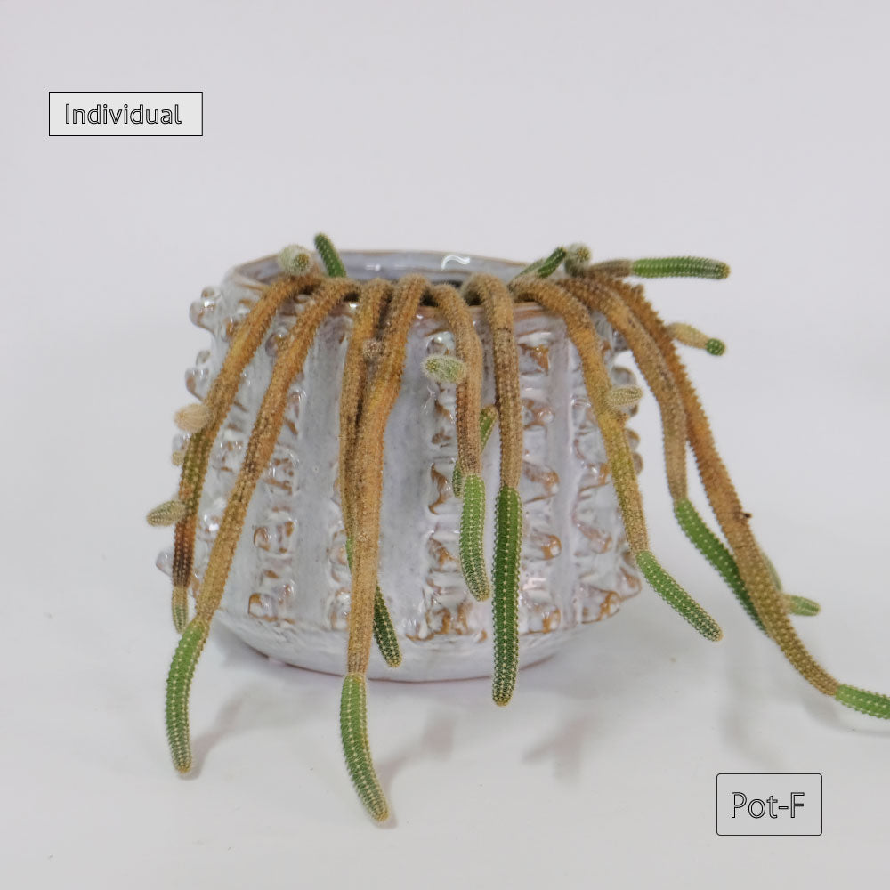 植木鉢 ユニーク individual pot FK 陶器鉢 底穴あり セラミックポット 変形鉢